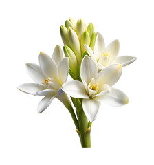 Obraz premium A beautiful bouquet of tuberose flowers in full bloom and buds