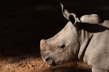 Young rhino in dramatic light and deep shadow © F.C.G.