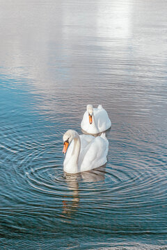 A pair of romantic swans swim after each other against the backdrop of calm water, white mute swan, bird watching in the wild