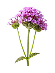 Obraz premium Beautiful closeup of a purple Verbena flower with a white background