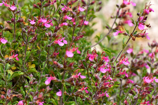 Bright pink wall germander (Teucrium) flowers blooming on slender stems surrounded by green leaves in Cyprus.