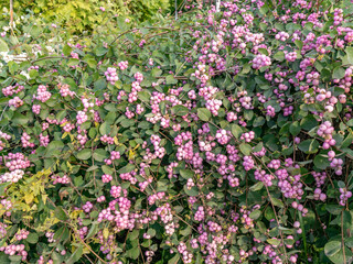 Fototapeta premium Bush with pink flowers is in full bloom