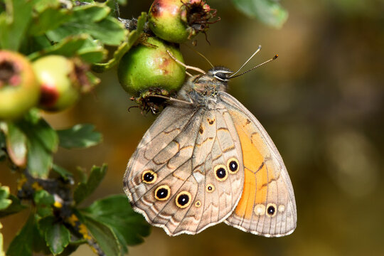 A macro photograph of a Wall Brown butterfly (Lasiommata megera) with closed wings, resting on a textured rock. Captured in Cyprus, showing detailed underwing patterns and eyespots against a soft natu