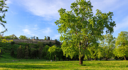 Large tree stands in a field with a clear blue sky above © Sergei