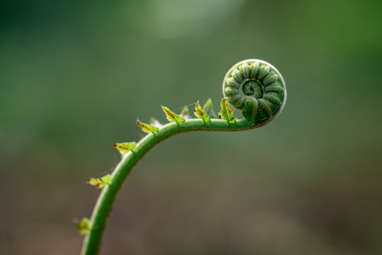 Macro shot of young fern shoots blooming in a natural forest environment.