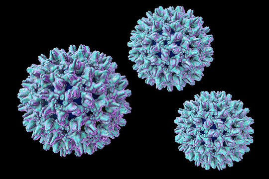 Hepatitis B virus, 3D illustration