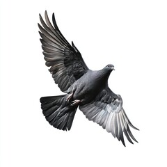 Fototapeta premium Black dove bird background pigeon.