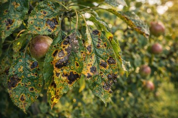 A Close-Up View of Diseased Apple Tree Leaves Highlighting Fungal Infections and Affected Fruit in a Scenic Orchard Setting