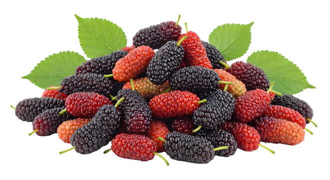 A vibrant pile of mulberries in various stages of ripeness with green leaves on a black background