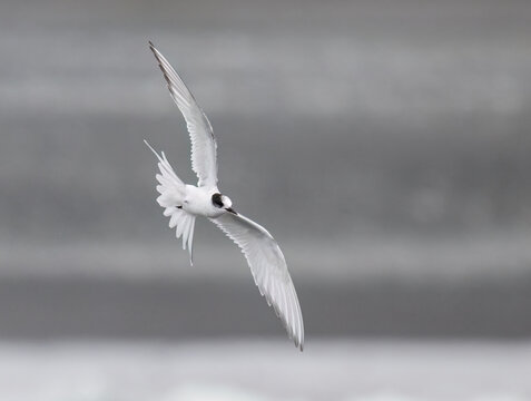 Black-Legged Kittiwake Flying on Gray Background