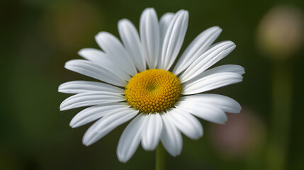 Fototapeta premium Beautiful White Daisy Flower in Full Bloom