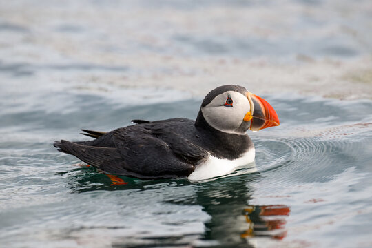 Atlantic Puffin Swimming in Calm Ocean Waters