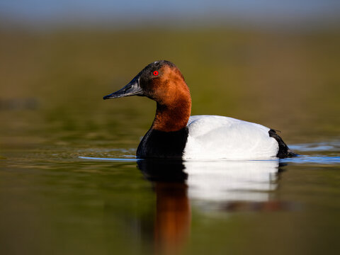 Male Canvasback Duck Swimming on Calm Water