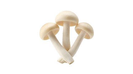 Delicate cluster of three pristine white shimeji mushrooms emerging elegantly against a brilliant studio background