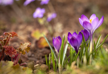 Fioletowe krokusy kwitnące w ogrodzie, pierwsze oznaki wiosny. © mycatherina