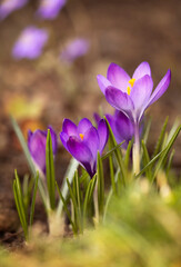 Fioletowe krokusy kwitnące w ogrodzie, pierwsze oznaki wiosny. © mycatherina