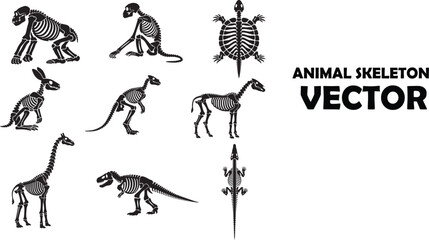 Collection of animal skeletons dog turtle rabbit dinosaur horse and more © Abdul