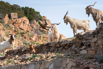Capre selvatiche dentro un fortino militare