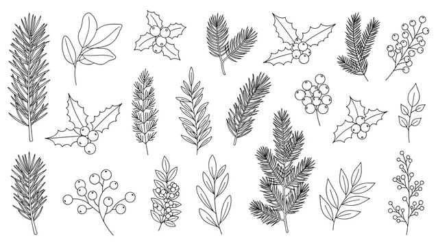 Delicate line art sketches of various winter flora including pine branches and holly berries provide elements for festive design.
