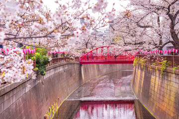 Fototapeta premium Japan - March 29, 2023 : Scenic landscape of Pink Sakura Tree Tunnel fully blooming in springtime along Meguro river, One of most famous tourist destination for Sakura sightseeing in Tokyo