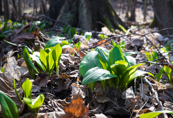 Młode liście czosnku niedźwiedziego w wiosennym lesie © kubikactive
