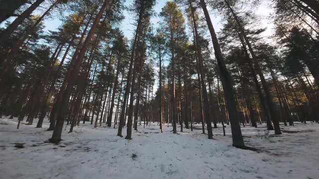 FPV drone kamikaze POV flight in winter forest terrain.