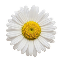 Beautiful white daisy flower with yellow center isolated on transparent background