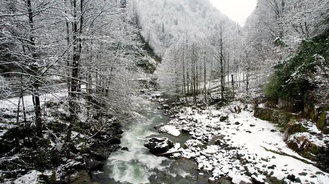Snow-covered forest landscape with a flowing mountain stream during gentle snowfall. Winter scenery with white trees, icy rocks and clear water creates a peaceful natural atmosphere in a cold mountain