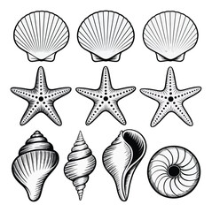 Obraz premium Sea Shells and Starfish Vector Illustration
