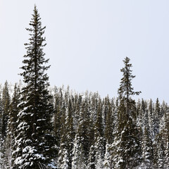 snow-covered coniferous forest in Kandalaksha © vvoe