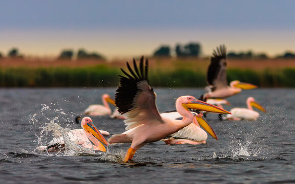 Danube Delta Dunarii Romania wildlife nature birds natural life pelicans