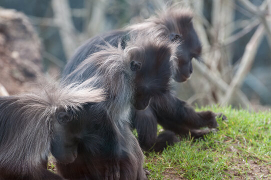 Three chimps in a wildlife area in Cork Ireland 