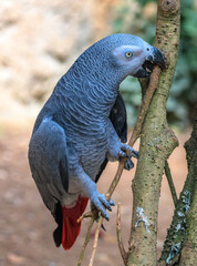 Obraz premium Grey parrot wildlife colored bird