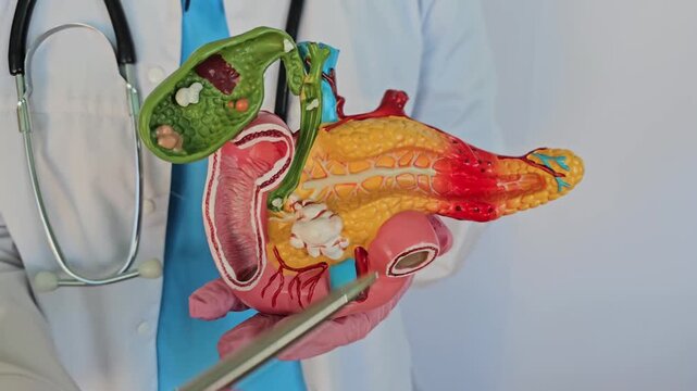 Medical professional explains pancreas anatomy using a detailed model during a clinical demonstration in a healthcare setting