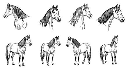 Collection of Hand-Drawn Horse Sketches in Various Poses and Perspectives.