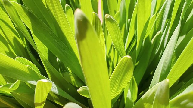 close up of fresh and green wheat grass on a sunny day - rotative shot