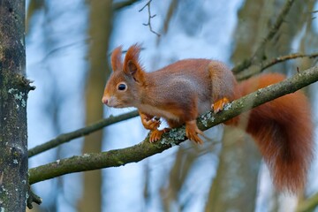 Obraz premium A cute european red squirrel sits on a branch, blue sky in the background. A european red squirrel in the nature habitat. Sciurus vulgaris