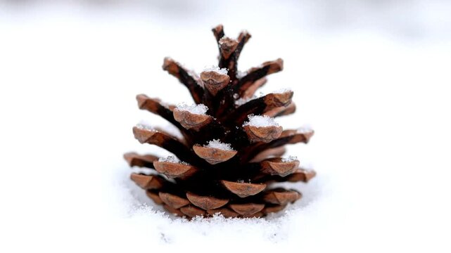 A close-up shot of a single brown pine cone lightly dusted with fresh white snow, resting on a pristine snowy ground.
