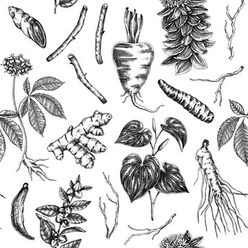 Vinatge apothecary seamless pattern. Medicinal roots hand drawn vector illustrations. Adaptogenic plants background for herbal supplements, packaging, wellness branding. Not AI generated.