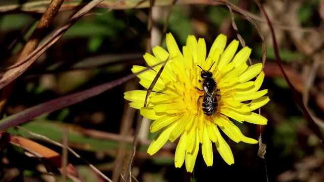 A natural real time macro video of a native Lasioglossum sweat bee pollinating a Taraxacum officinale dandelion flower during a crisp winter morning in Himachal Pradesh, India.