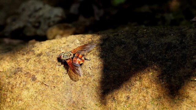 A close up wildlife footage showing Tachinidae parasitic flies resting and feeding on moisture present on a wet rock surface during a chilly winter morning in Himachal Pradesh, India.