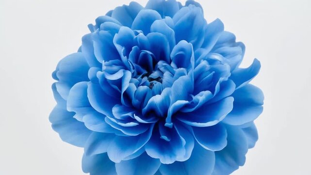 Blue flower on white background closeup.