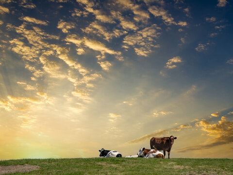 Cows in the meadow - Koeien in de wei, Flevoland province, The Netherlands