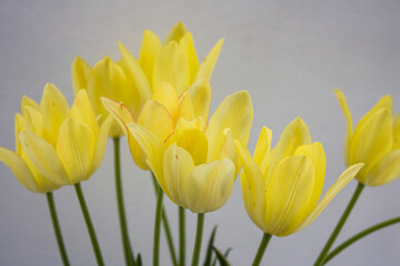 Fototapeta premium Bouquet of Fresh Yellow Tulips on Light Neutral Background. 