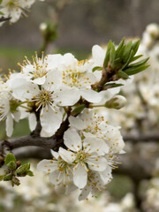 Obraz premium White flowers appear on a branch in a garden. The setting shows a close view of blossoms. It is springtime, and the flowers start to open