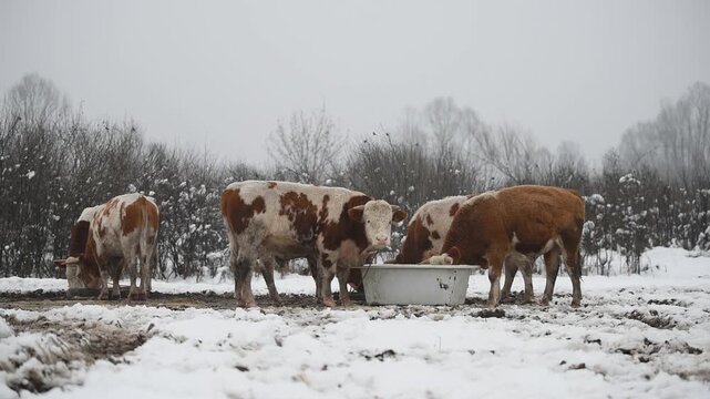 Bulls fed with ground floor from outside on snow, domestic animals eat fodder from old bathtub during winter, free range farming