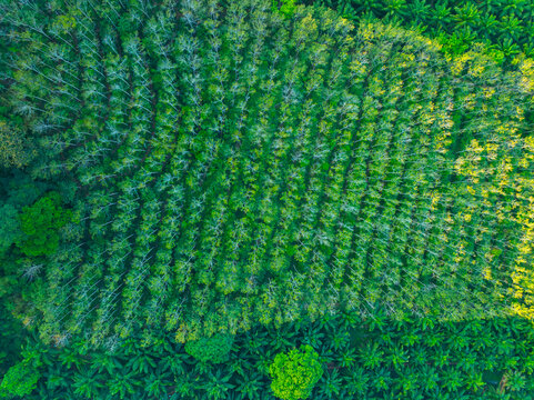 Aerial view mountains trees in ranong Thailand