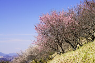広橋梅林春景色 梅花爛漫
