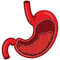 Fototapeta premium human stomach cross section anatomy flat cartoon vector illustration