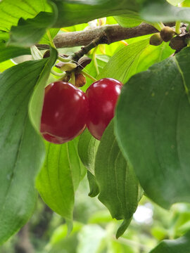Kyzyl berries. Ripe kyzyl berries on branches